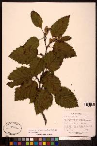 Alnus viridis image