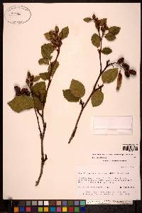 Alnus viridis subsp. sinuata image