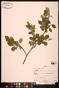 Salix pyrifolia image