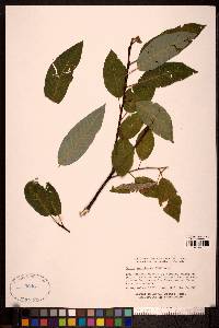 Salix pyrifolia image