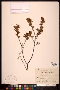 Myrica gale image