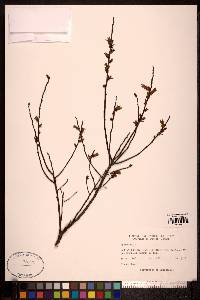 Myrica gale image