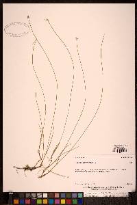 Carex pauciflora image