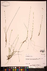 Carex pauciflora image