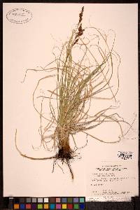 Carex petricosa image