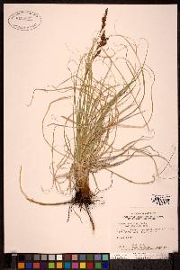 Carex petricosa var. petricosa image