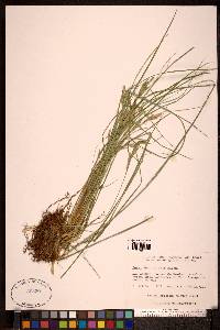 Carex lenticularis image