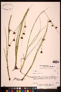 Juncus castaneus subsp. leucochlamys image