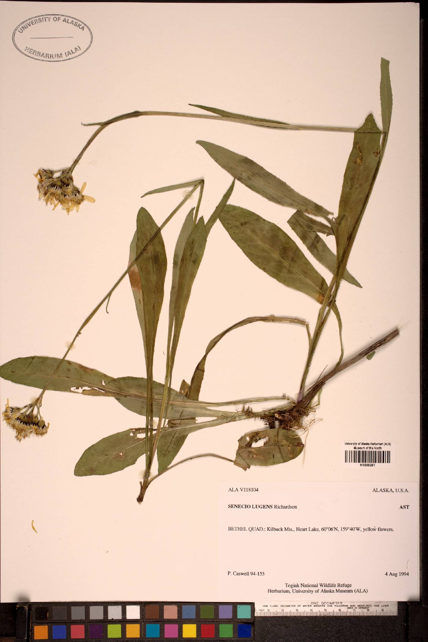 Senecio lugens image