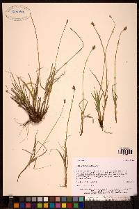 Carex phaeocephala image