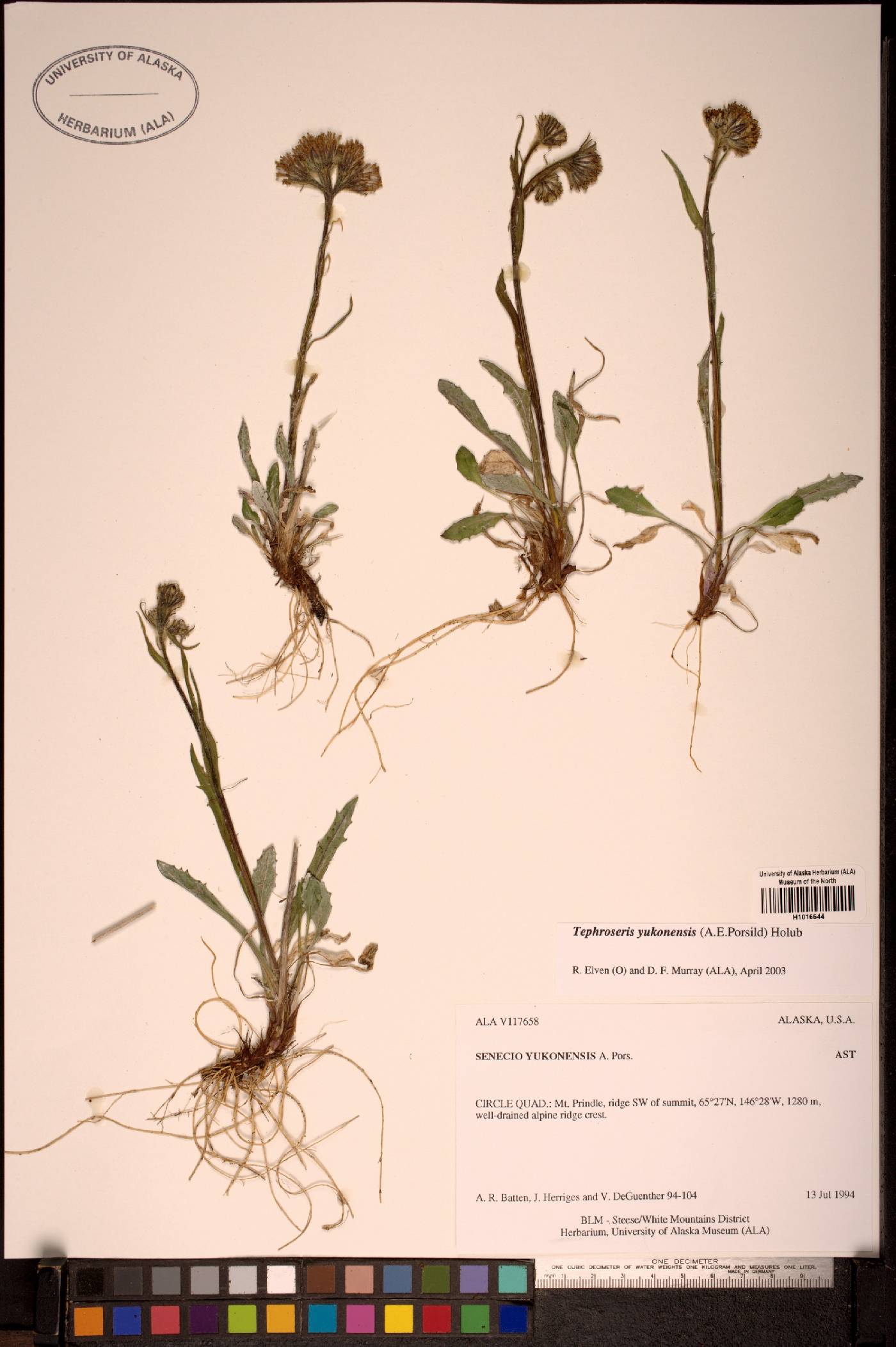 Tephroseris yukonensis image