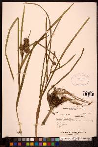 Sparganium angustifolium image