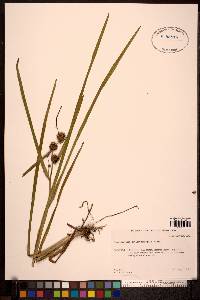 Sparganium angustifolium image