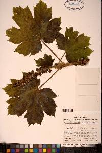 Oplopanax horridus image