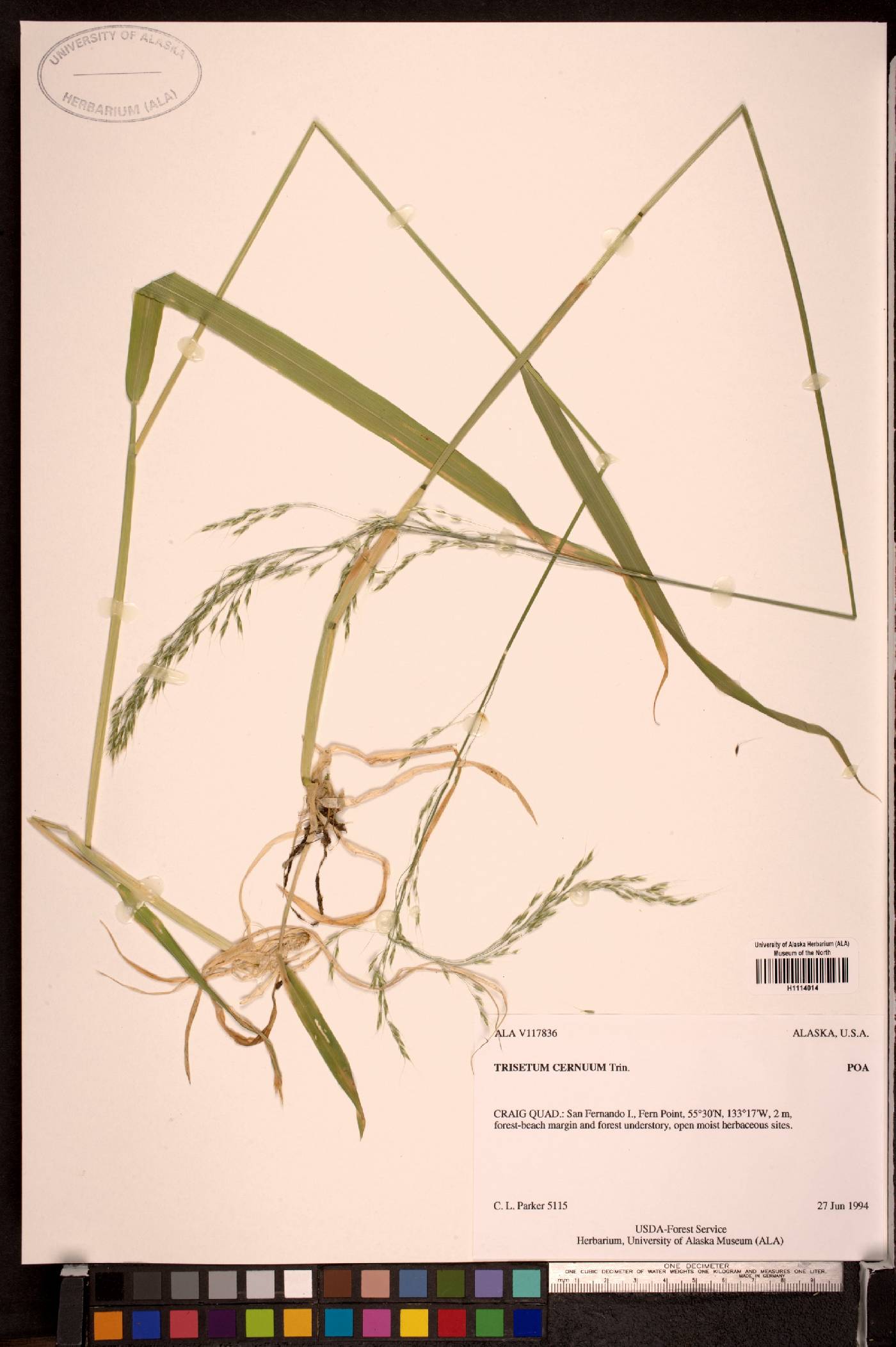 Trisetum canescens image