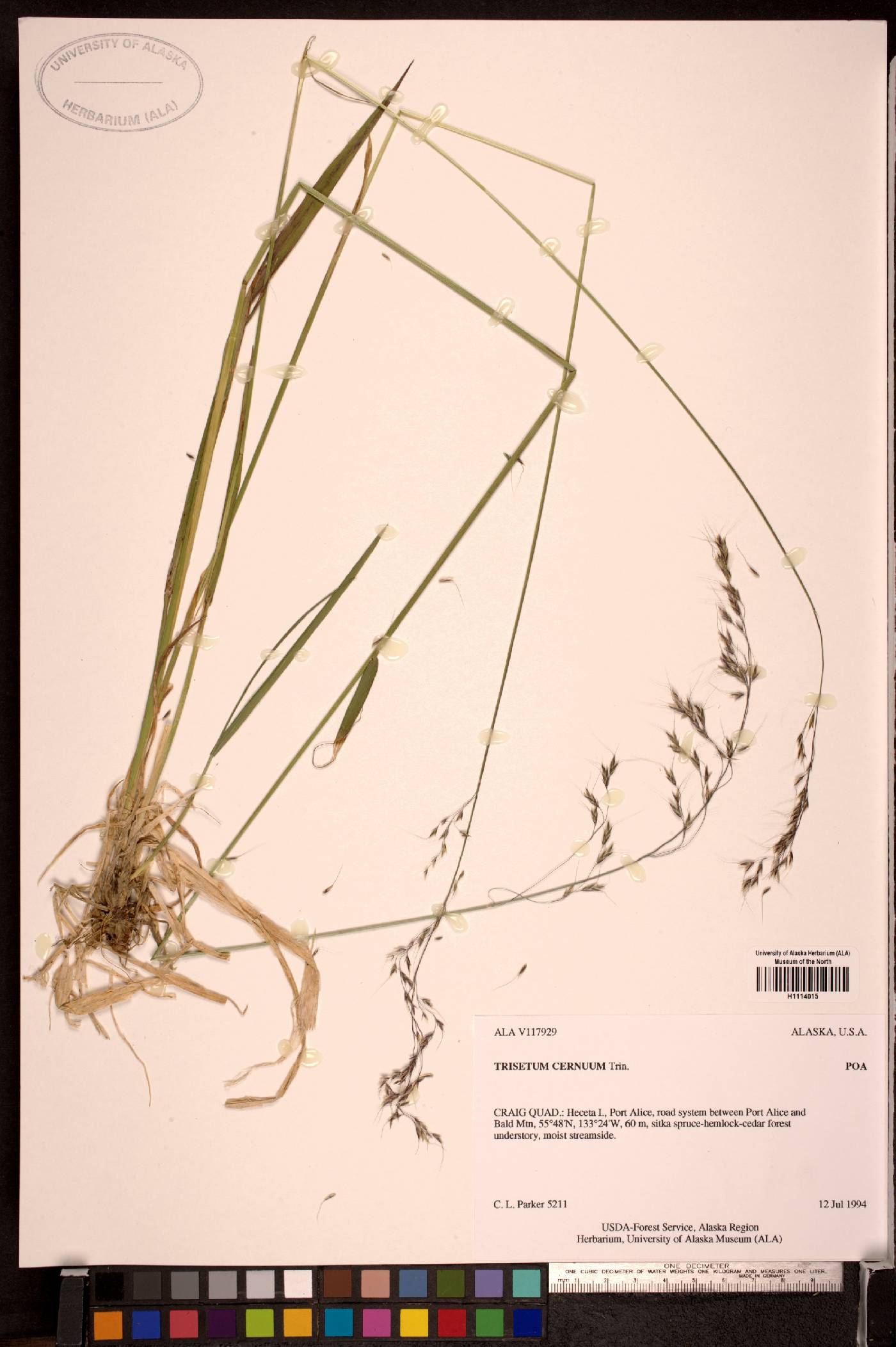 Trisetum canescens image