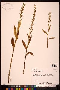 Platanthera stricta image