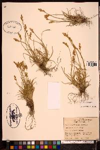 Carex leporinella image