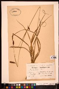 Carex laevigata image