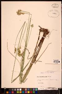 Carex merritt-fernaldii image