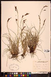 Carex misandroides image