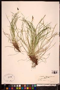 Carex montana image