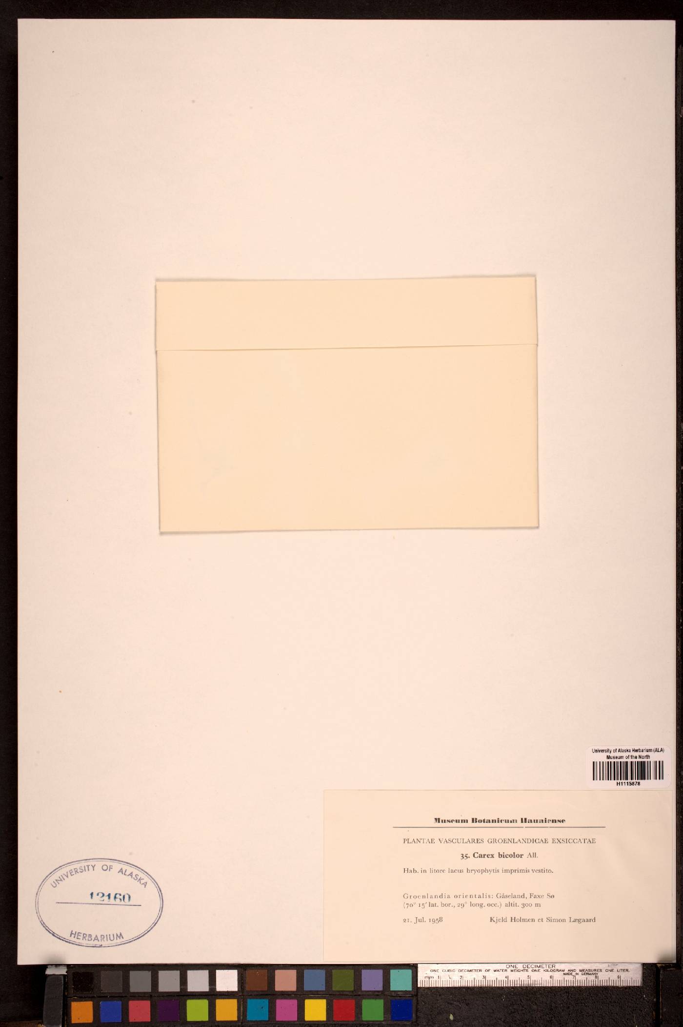 Carex bicolor image