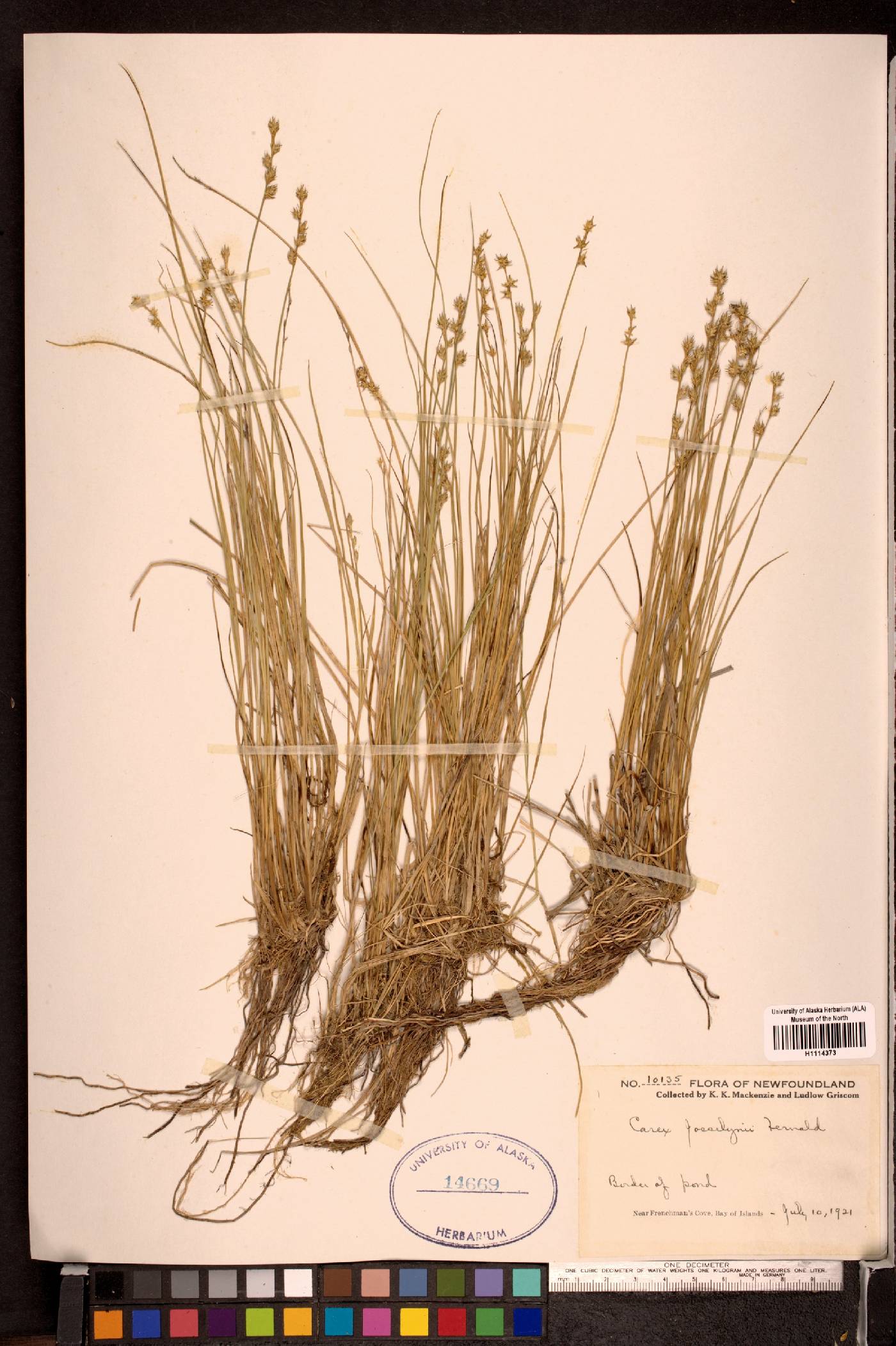 Carex josselynii image