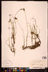 Carex colchica image