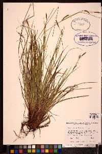 Carex mendocinensis image