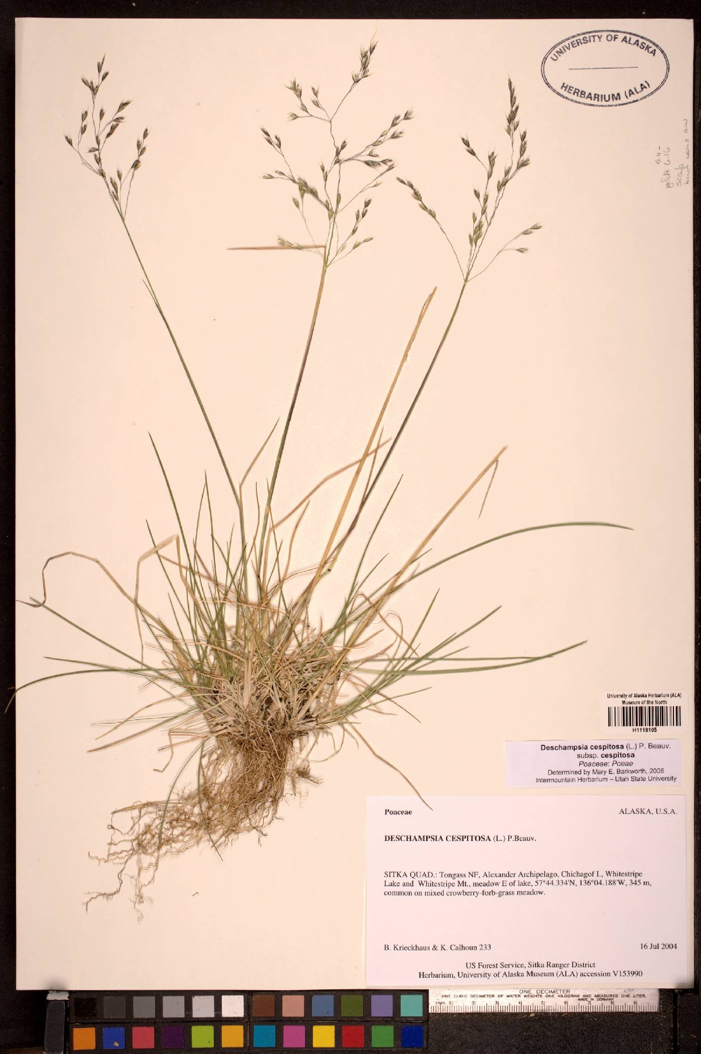 Deschampsia cespitosa subsp. beringensis image