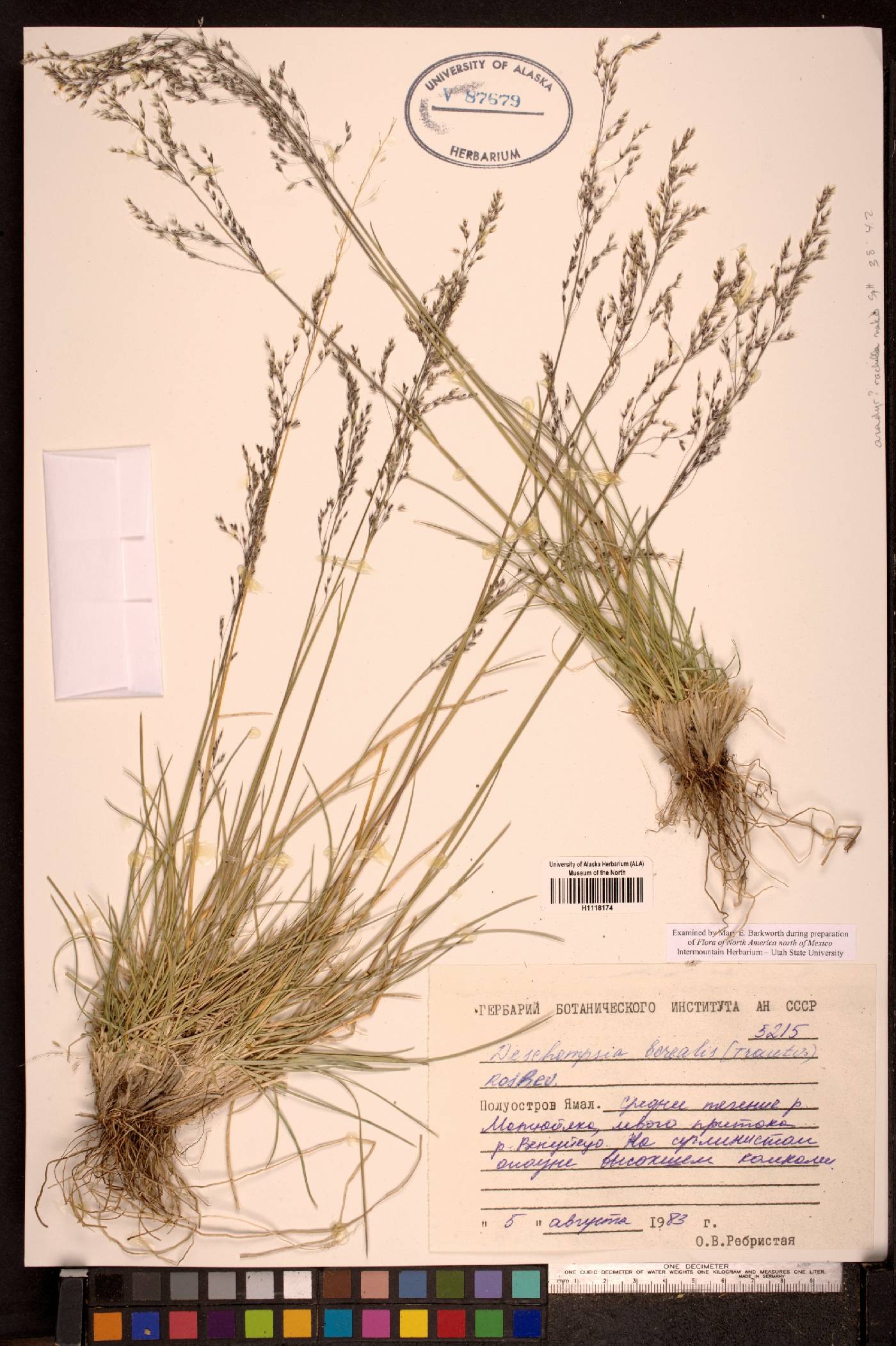 Deschampsia cespitosa subsp. borealis image