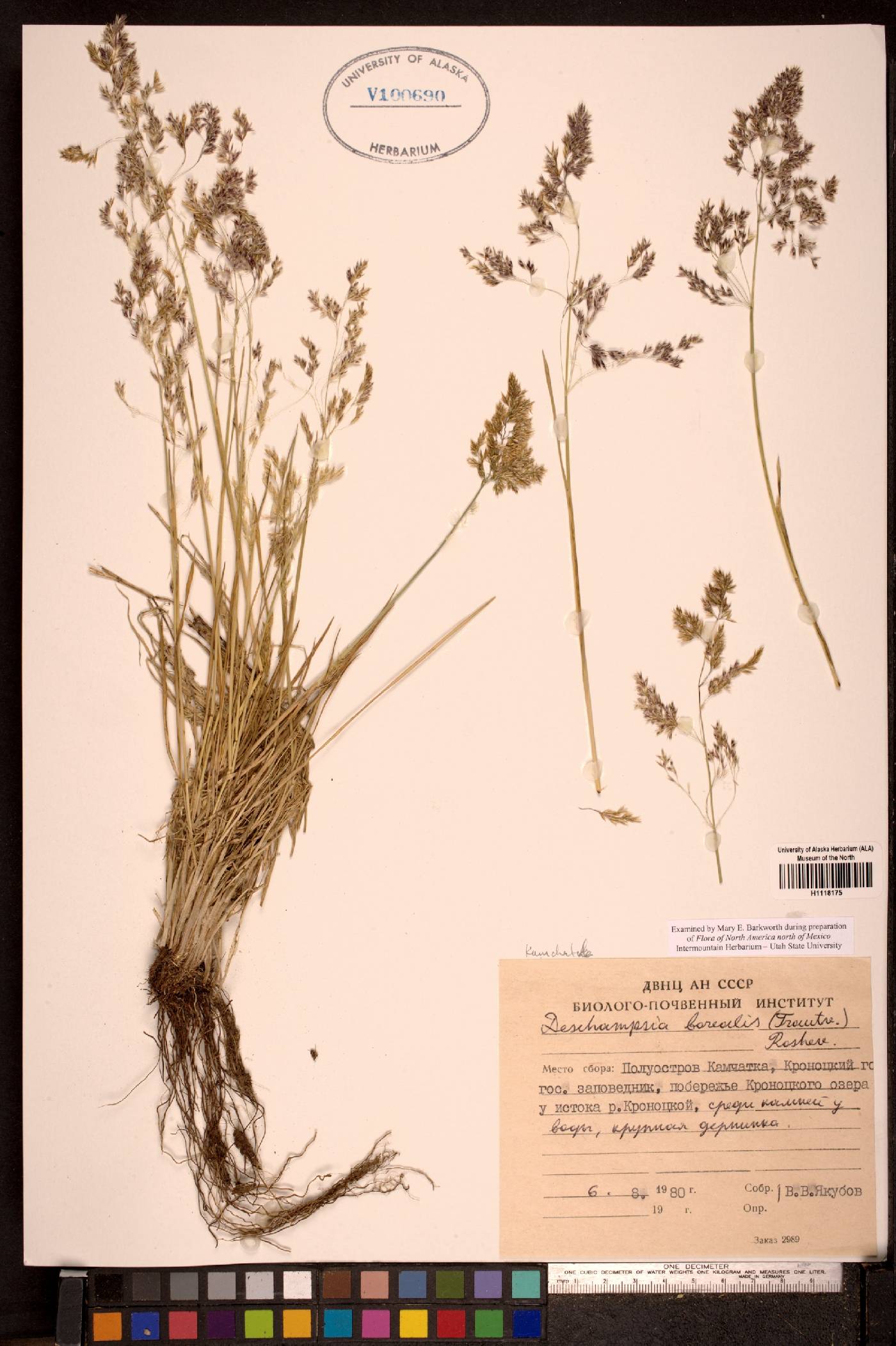 Deschampsia cespitosa subsp. borealis image