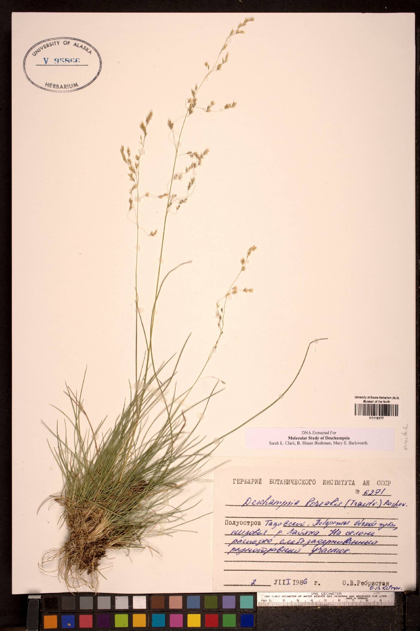 Deschampsia cespitosa subsp. borealis image