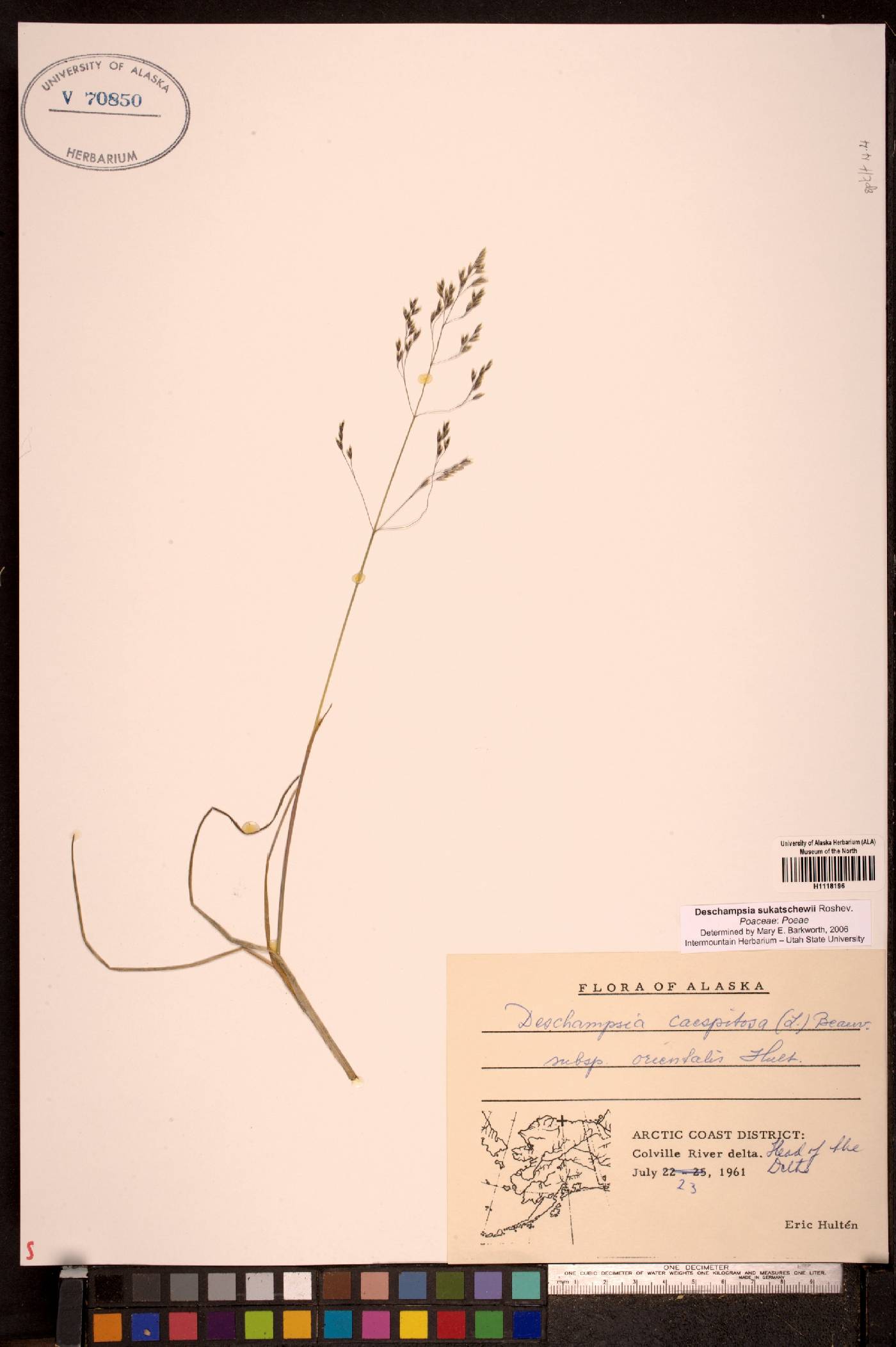 Deschampsia sukatschewii image