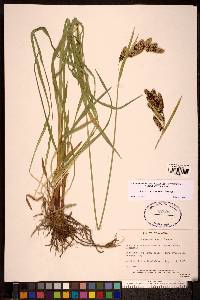 Carex mertensii image