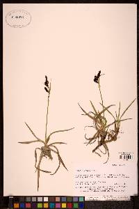 Carex microchaeta image