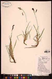 Carex microchaeta image