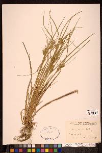 Carex michauxiana image