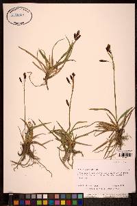 Carex microchaeta image