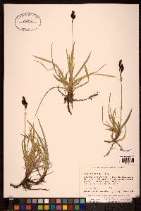 Carex microchaeta image