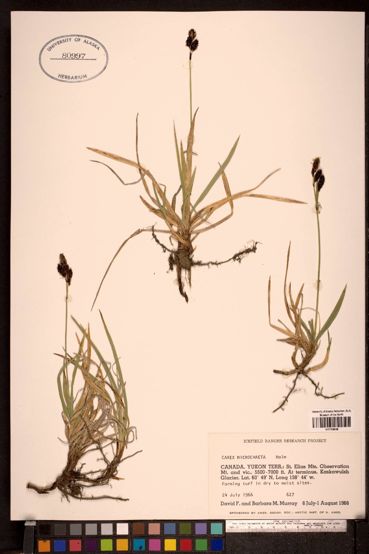Carex microchaeta image