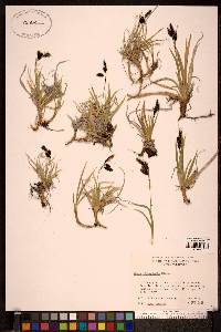 Carex microchaeta image