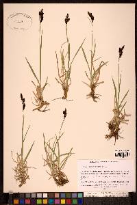 Carex microchaeta image