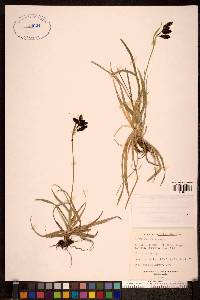 Carex microchaeta image