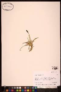 Carex microchaeta image