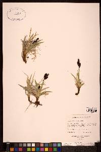 Carex microchaeta image