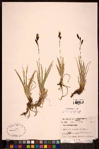 Carex microchaeta image