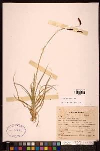 Carex misandra image