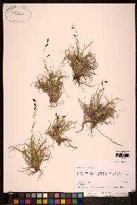 Carex misandra image